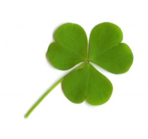 clover